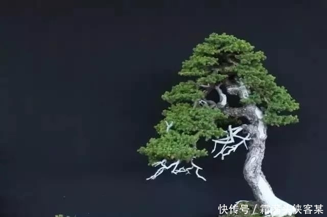  [栽种盆景]玩盆景，已成为当下追求高品质生活的一股潮流