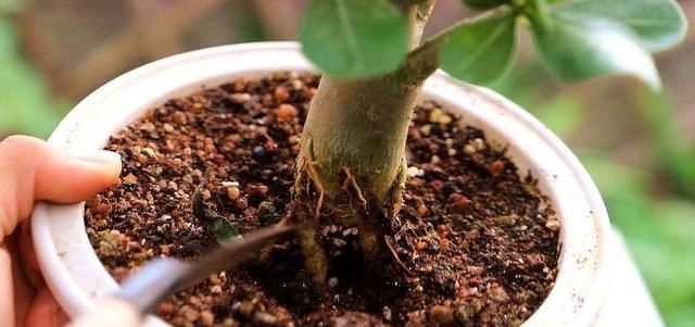  生病：土壤只更换不消毒,植物种下去几天就会生病,换盆一定要注意