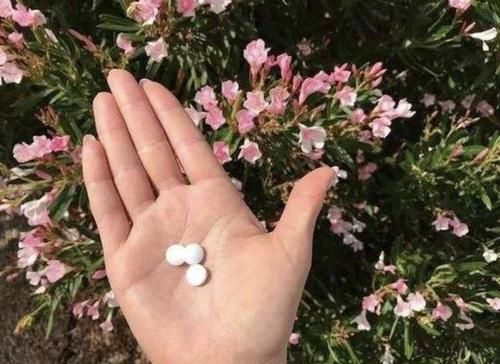  「月季」扦插月季、绣球花，枝条抹一抹“它”，10天后“出根”，冒小芽！