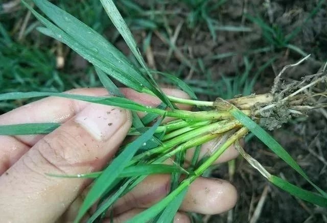  偏早|2020年立春偏早，小麦长势偏迟，早春该如何管理才能高产？