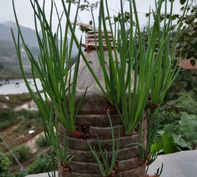  「来种菜」阳台种菜种密了,一个小窍门就能解决,还能多收获二十盆菜