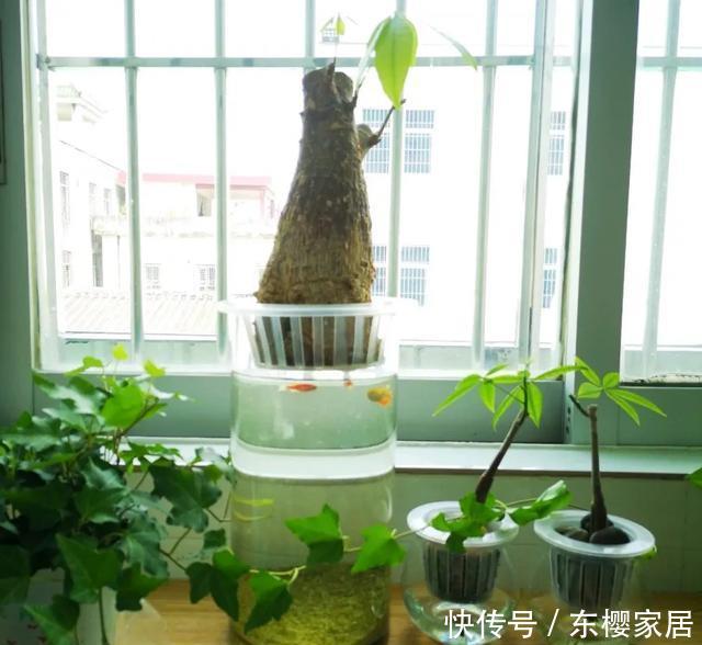 #试试#养不好的花,试试无土水培,几天长出大白根,还能开花呢!