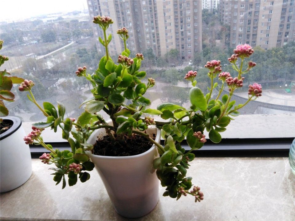 长寿花养成“5头龙”，养护学2招，1招促花，1招控制花期!