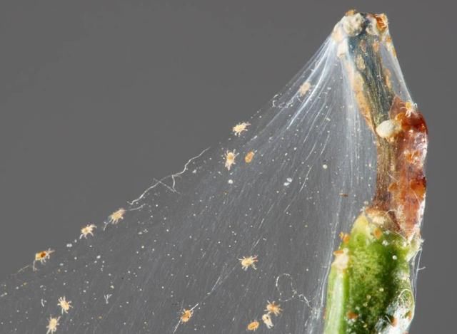 脸上有这4个表现，是螨虫发出的“最后警报”，别视若无睹