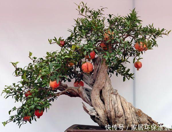 #养护过程#刘大爷把“胳膊粗”的石榴枝来“扦插”,养上2年,果实挂满枝!