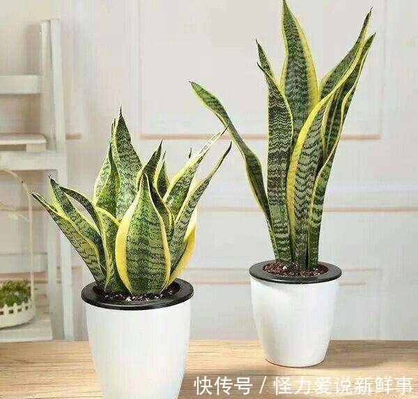 浇水|虎皮兰浇水过多怎么办,养护虎皮兰要注意什么?