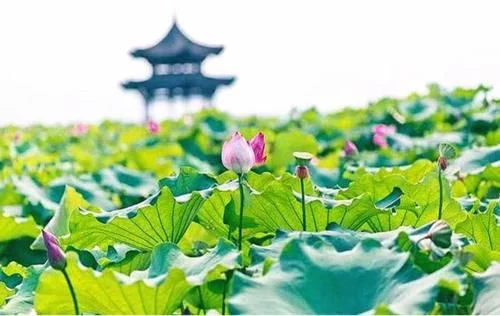 今天要介绍的就是我国这样一个糊涂的景区【2020热门旅游景点】