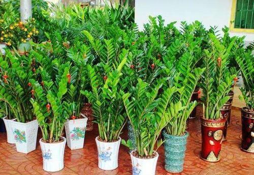 养花■养花小窍门:3种植物用小花盆“挤着养”,长得旺,开花多
