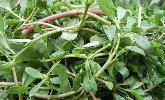 『蒲公英』女性常吃4种野菜,清热祛湿,美容养颜,还能护养子宫,好处多多