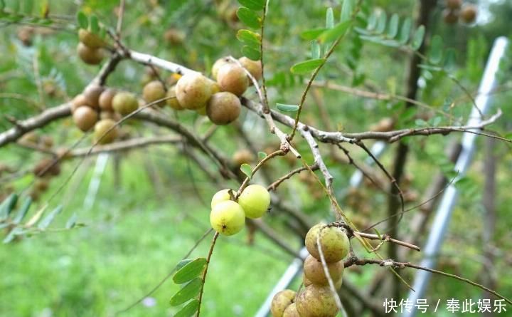  「产量」农村有种水果产量大，天天吃也摘不完，城里卖30一斤却