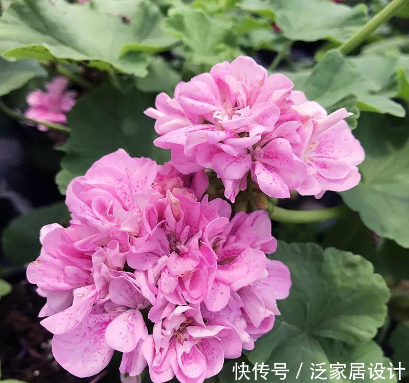 每种■110种天竺葵,每种都超美,看看你认识多少种?