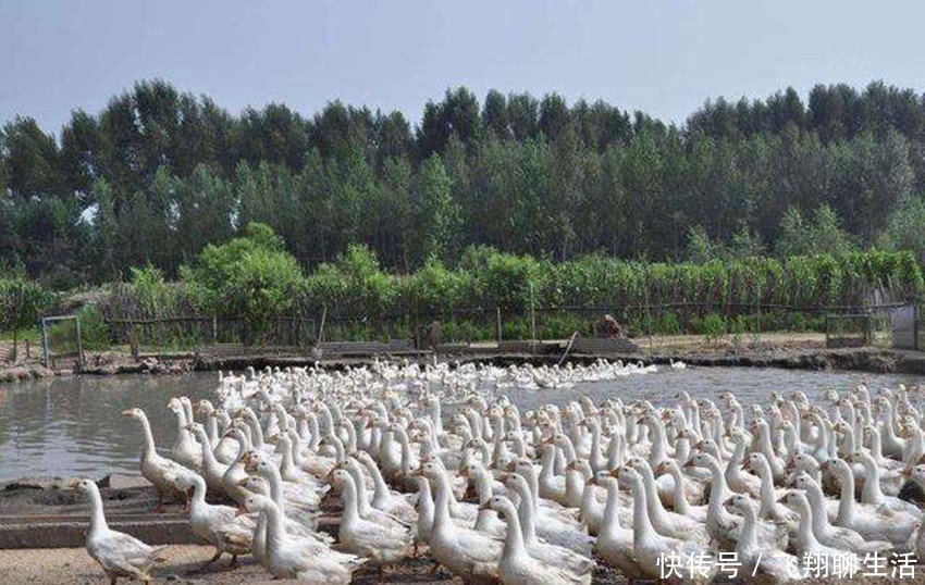  「条件」农村严禁养殖？这3个条件都达标，村干部也不能强制查封