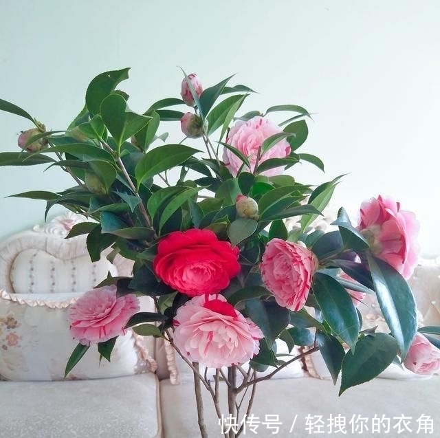  不失：这种花是世界著名的花，多色的花，美丽的，牡丹不失，容易保养，栽培很有价值