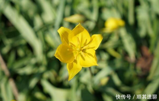 「植物」花朵的培养,到底有哪些注意事项呢这些你都知道吗