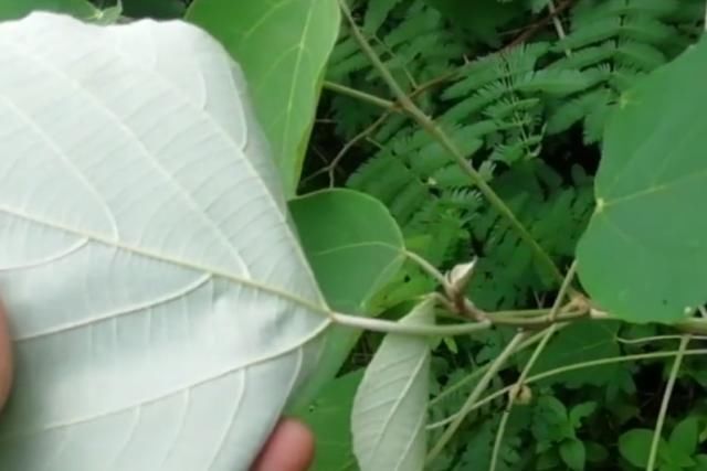  「叫法」农村路边常见的植物“白背叶”，如今药用价值高，就问