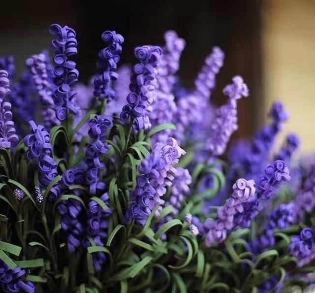  『植株开花之后』.这几种开花是紫色的植物，养在家里紫气东来