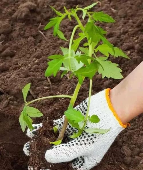  「恢复生长」移栽植物这几点没做好，容易叶黄干枯，赶紧学起来