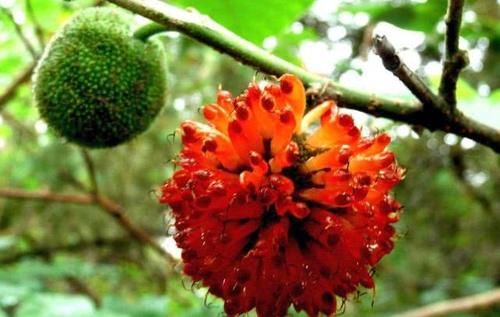 农村一种“恶树”，农民见到就铲除，殊不知它浑身都是宝！