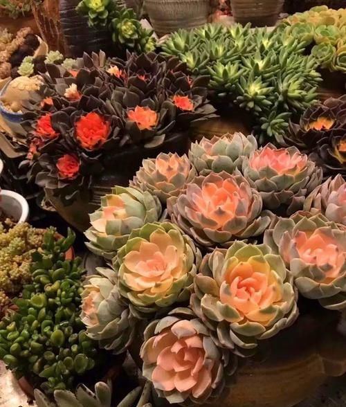  朱顶红：看见这花可别买，忍住，小心被忽悠，花钱买气受！