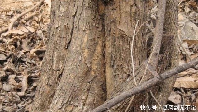  帝王：人称“帝王木”，与檀木齐名，价值极高，农村遇见，请保