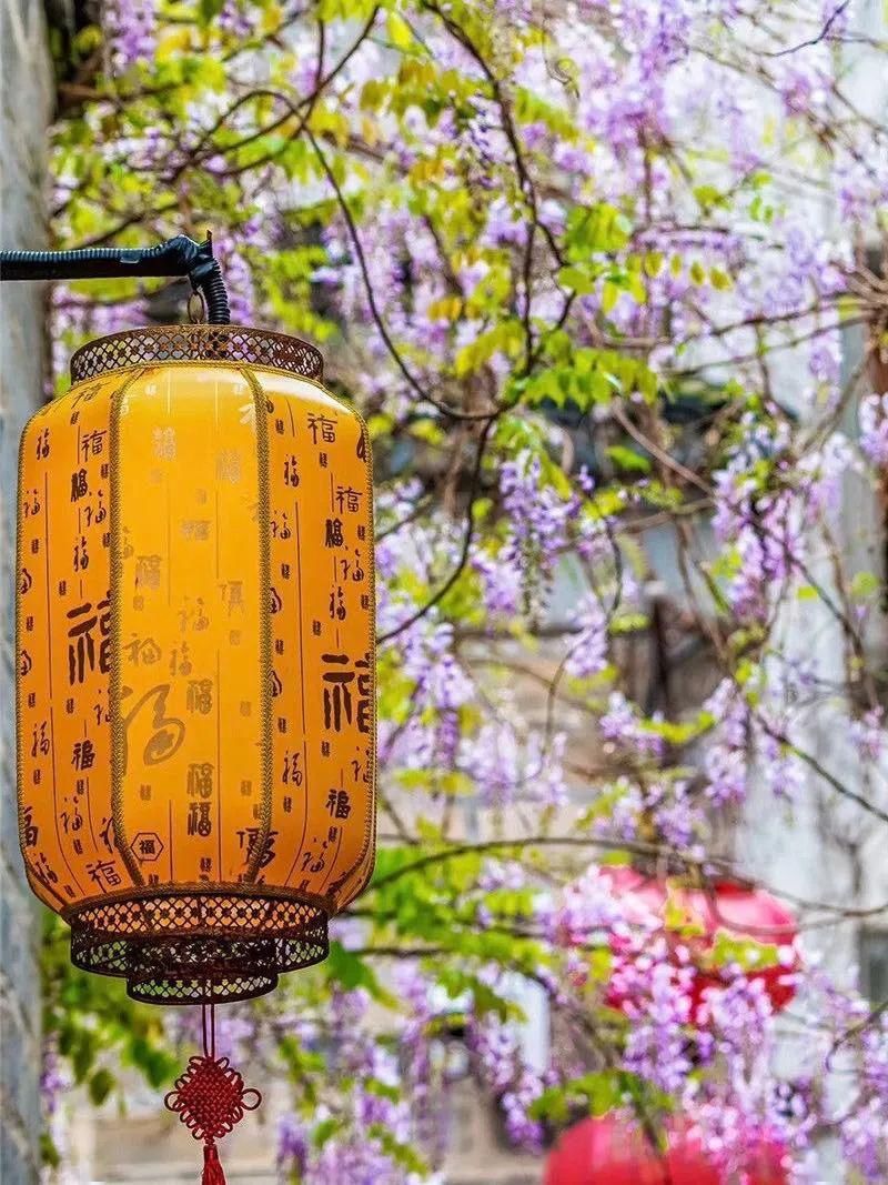 「木香花」老门东,花都开好了!