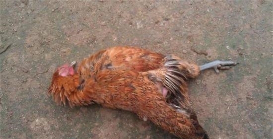 压死一只鸡索赔180万 广东一“村霸”领刑12年