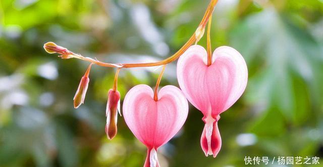  【漂亮】3种花适合家养，开花漂亮花香四溢，家里养一盆，四季都赏花不断