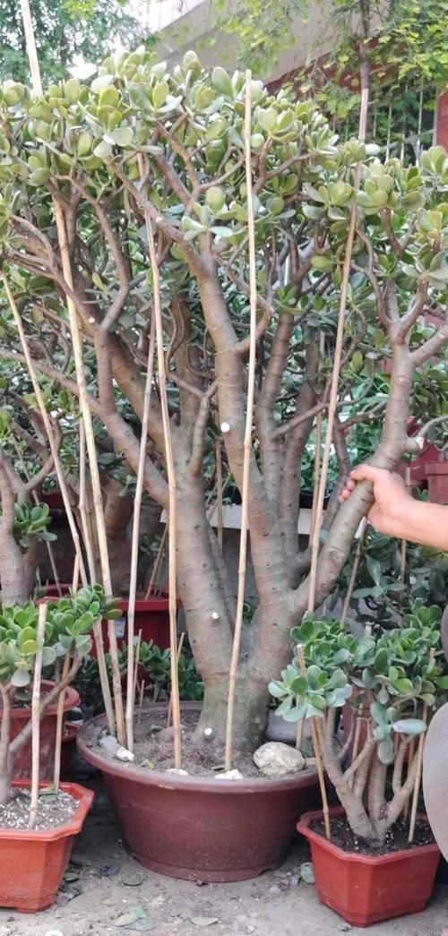 放在散射光好的地方■养了20年的玉树,杆子比大腿还粗,满树白花跟下雪了一样