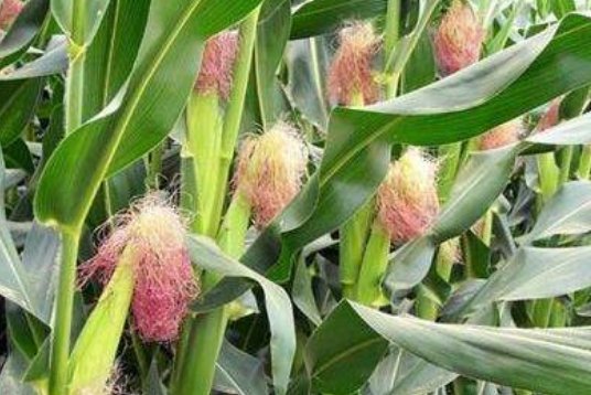 优质■玉米减肥瘦身,营养丰富,农民教你掌握种植技巧收获优质高产玉米