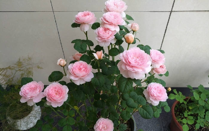  [迎风]这几款花卉，养在家中幽香四溢，花色鲜艳花期长，迎风飘香