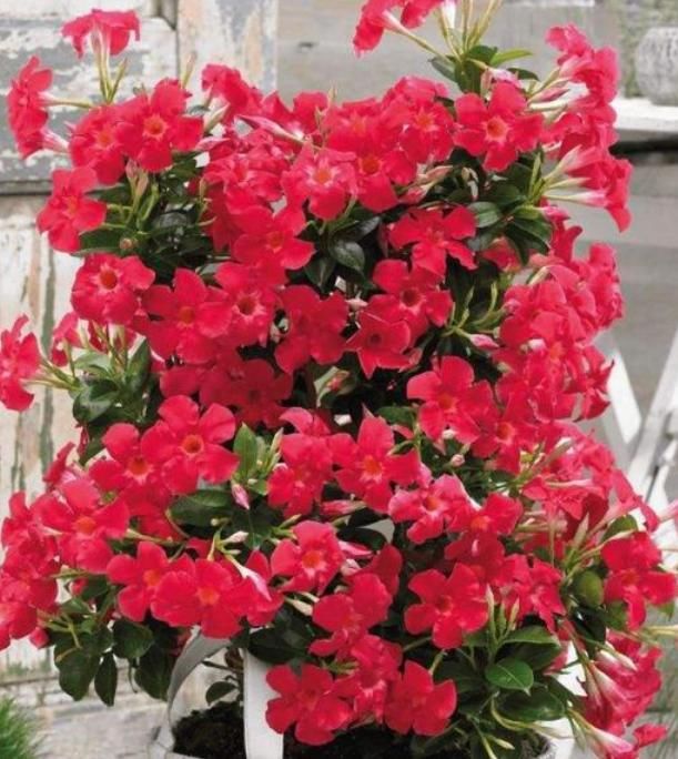  家里■4种花，堪称花界“劳模”，花期长，开花勤，养家里，四季有花赏