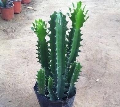  『植物』“一种植物”虽然长相不好，但净化空气一级棒，关键能“去煞气”