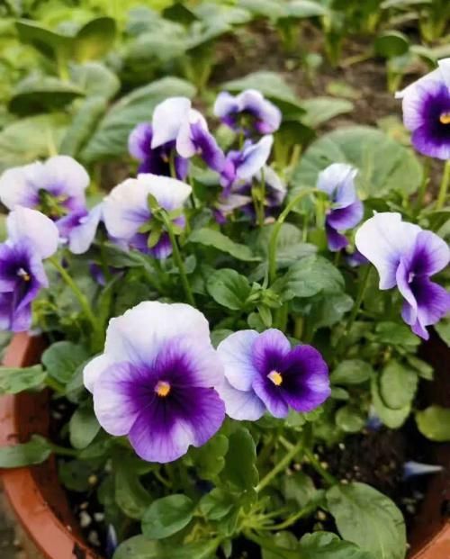  #紫叶酢浆草#爷爷养了一盆“蝴蝶花”，一根枝上开出百朵花，五颜六色最讨喜！