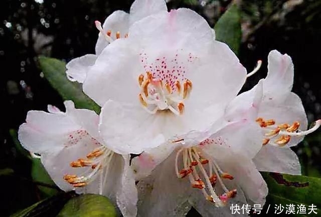 绚丽多彩■猴头杜鹃花~枝繁叶茂,绚丽多彩