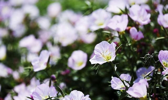  邻居■神奇！邻居送了一棵苗，随手种在花园，长疯了！