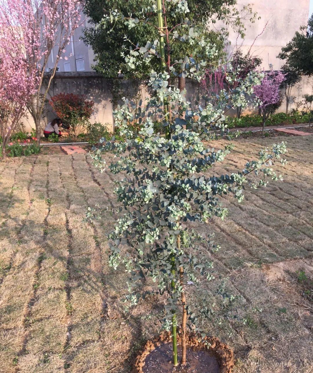  家里■今年流行的小众花，家里养1盆，特别有气质！