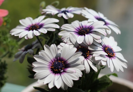 放在|试养这五款菊花,一到夏天就爆,放在阳台晒太阳,爆成花海全靠晒