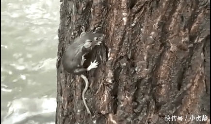 山东多地突降大雨, 看到树上的这一幕, 你就知道这雨下的究竟有多