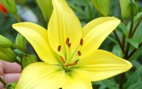  『烂漫』此款花卉比玫瑰还美，漂亮且花期长，烂漫迷人，开花娇艳惹人爱