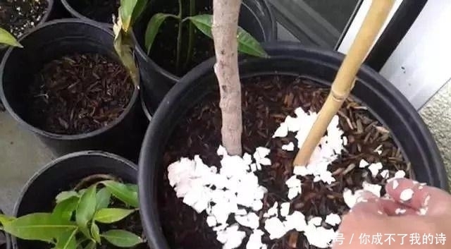  特别|可以给植物补充钙和钾元素的鸡蛋壳，使用方法特别简单