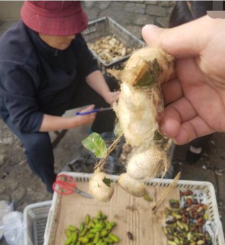 农村大妈凌晨采集“稀罕物”，早市现剪现卖，两小时赚了420元