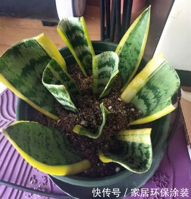#长寿花#养花技巧:这5种花不用买了,蹭掉的叶子塞盆里,立马又冒一大盆
