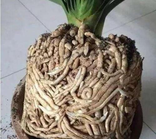  [虎皮兰]最爱“偷吃土”的3种花，再不换盆，年底准“饿死”，别忽视！