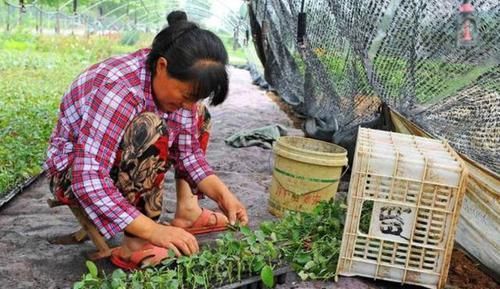  [好生根]不用生根水，该如何让插穗早生根？水里加勺白糖，轻松搞定难题
