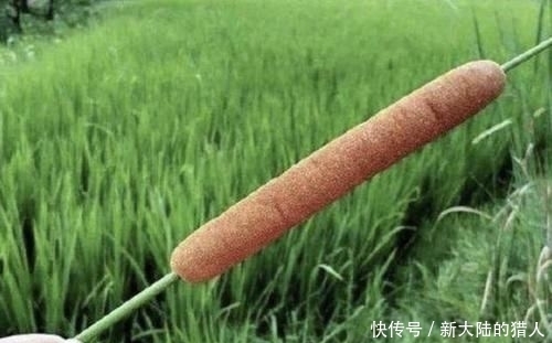 『杂草』“奇特”的1种杂草,被称为“香蒲”,生长在河边,其实很珍贵!