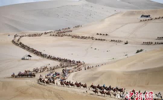 敦煌鸣沙山“牵驼人”：旅游旺季顶烈日徒步日行70公里