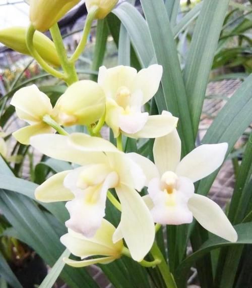  「极具」被誉为是最香的兰花品种，极具仙气，花色艳丽，比香水还香