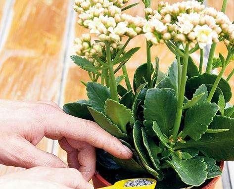  花叶：给花施肥，别犯“4个”错误