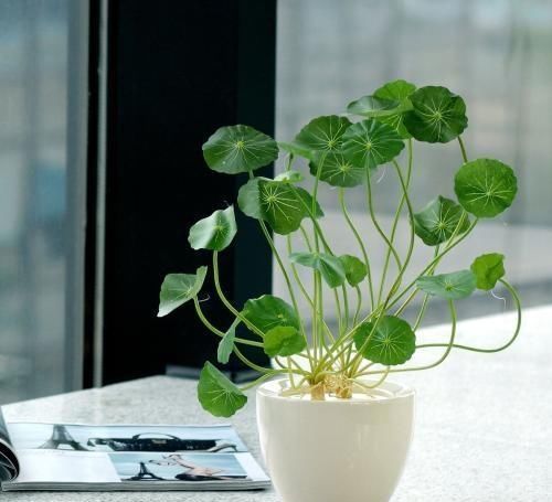  [养花]春天养花就养“它”，什么环境都疯长，叶片圆又大，养的多还旺财