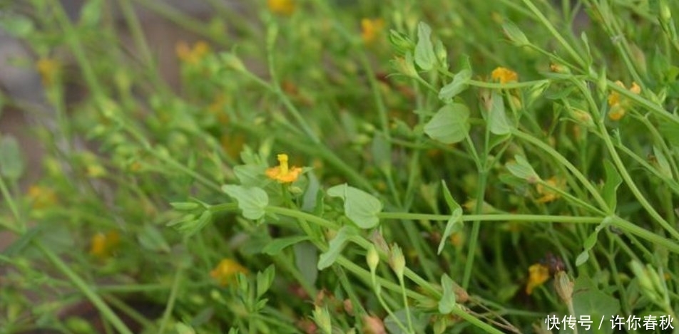  [记得]农村一种草药俗称“降龙草”，长在田边像杂草，看到记得
